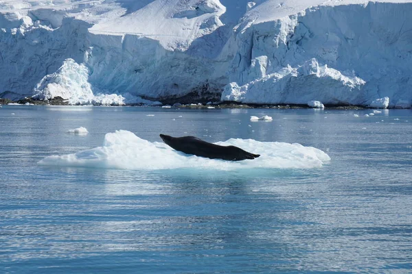 antarctic whale in the sea