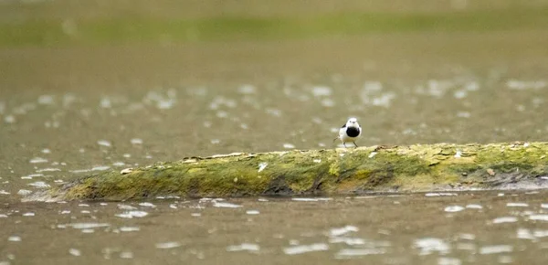 a small bird is sitting on the ground in the water