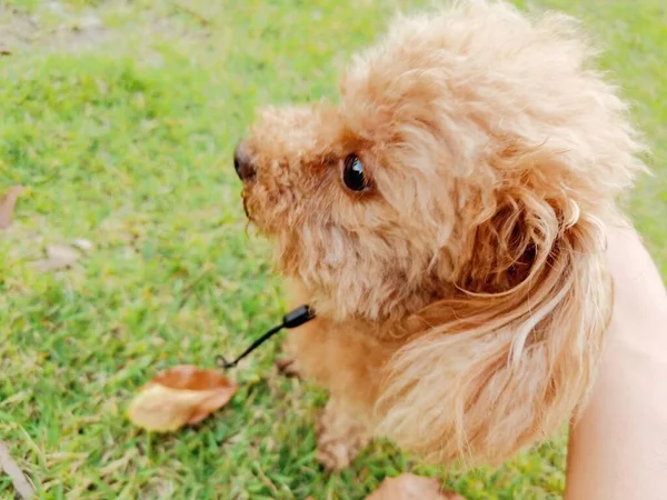 dog with a toy poodle on the grass