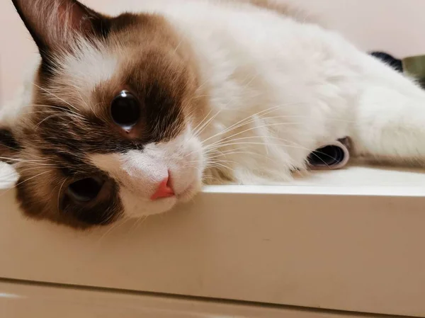 cute cat with a box on a white background