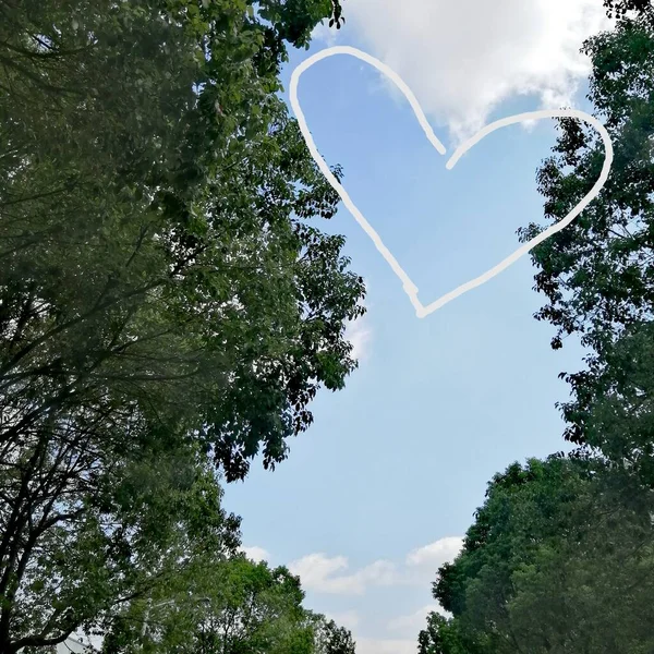 heart shaped tree in the park