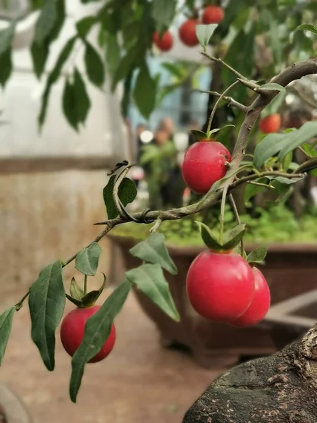 red ripe tomatoes on a tree branch