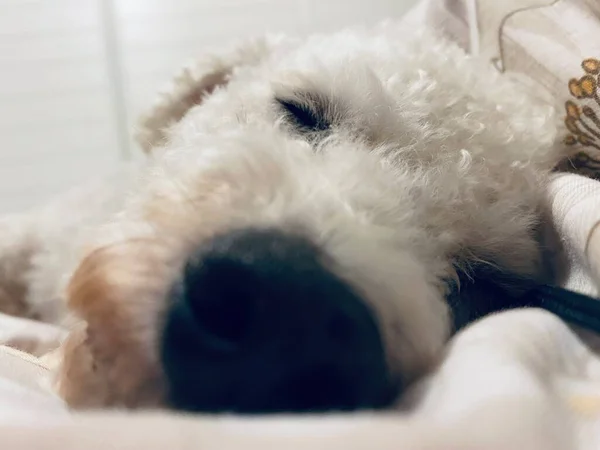 cute fluffy dog lying on bed