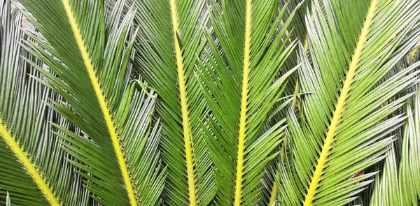 green leaves of palm tree on a white background.