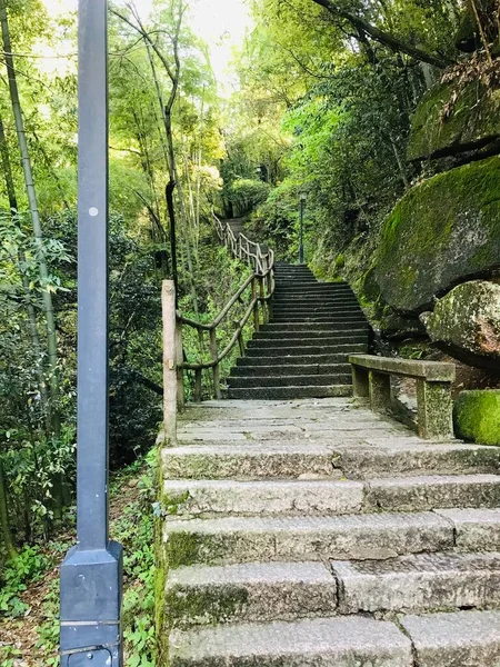 stairs in the forest
