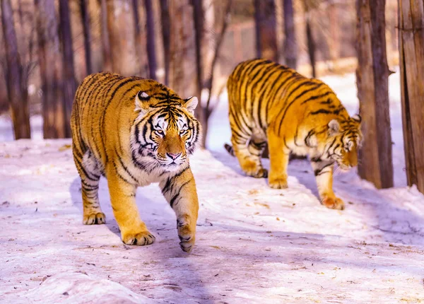 two tigers of bengal white tiger in the snow