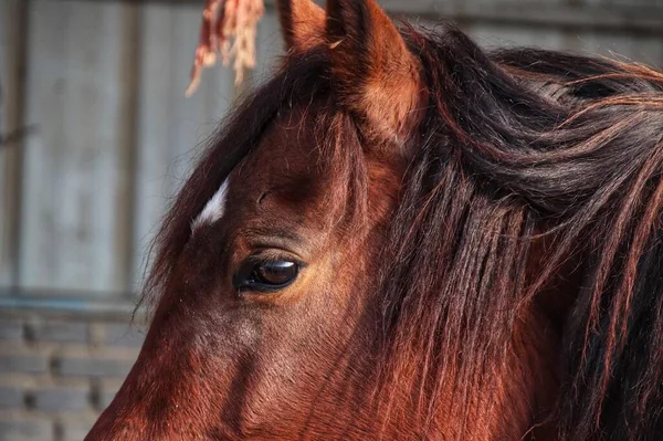 horse in the stable