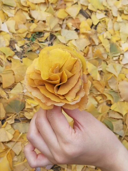 hand holding a yellow rose in the hands of a woman