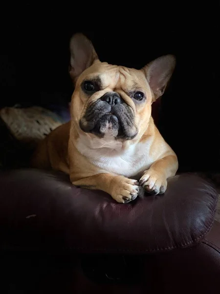 french bulldog puppy on black background