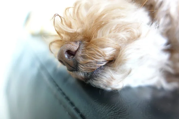 cute dog on the window