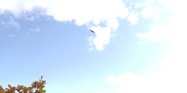 beautiful bird on the sky
