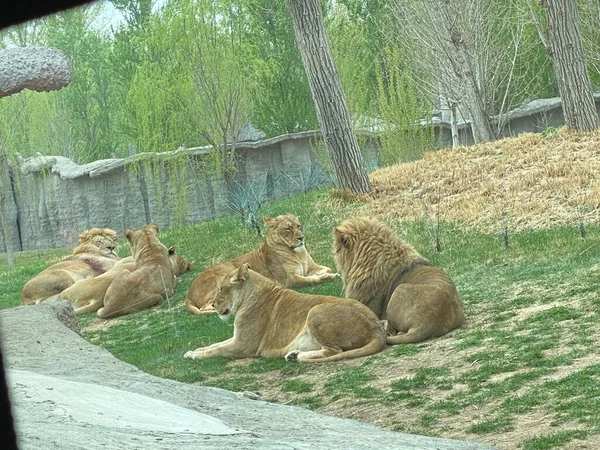 a group of lions in the zoo