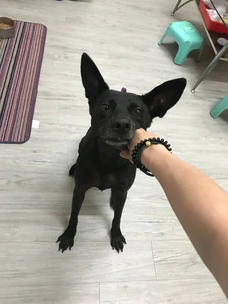 dog with a white collar and a black cat