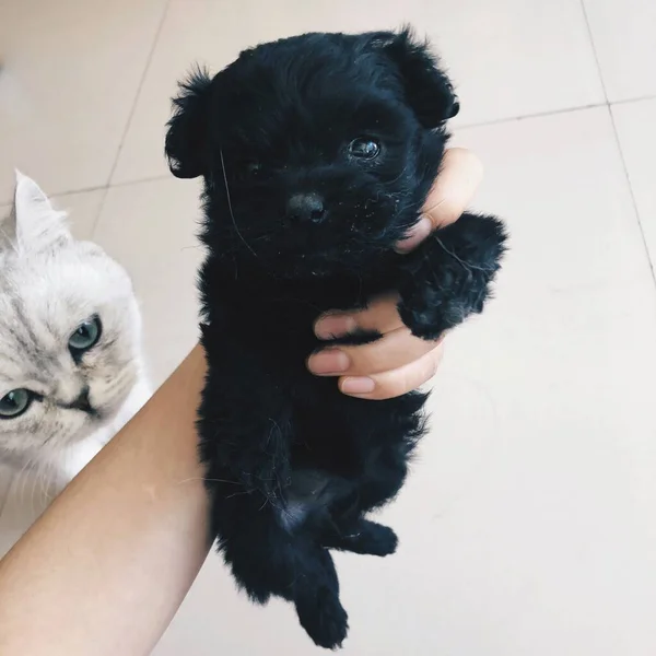 black and white cat with a dog