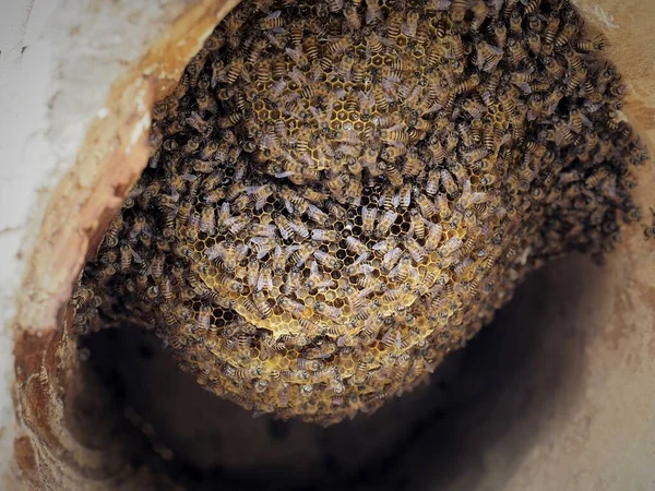 close up of a bee on the ground