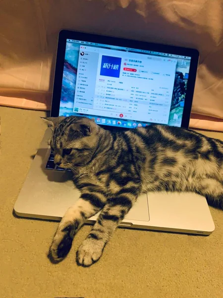 cat with a laptop and a mouse on the screen of a mobile phone