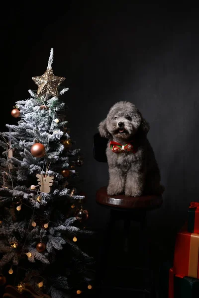 beautiful christmas dog with gifts on black background