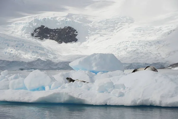 antarctic iceberg, glacier, iceland