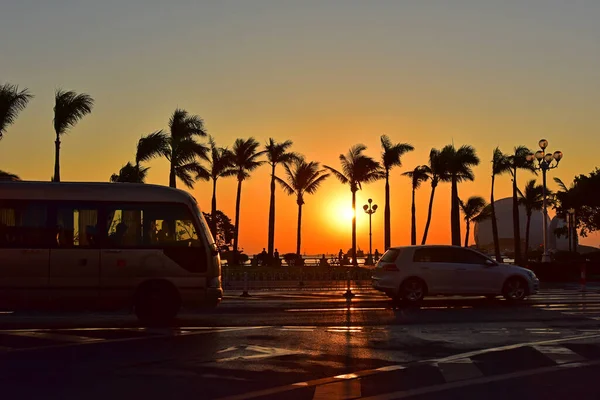 palm trees in the city of egypt