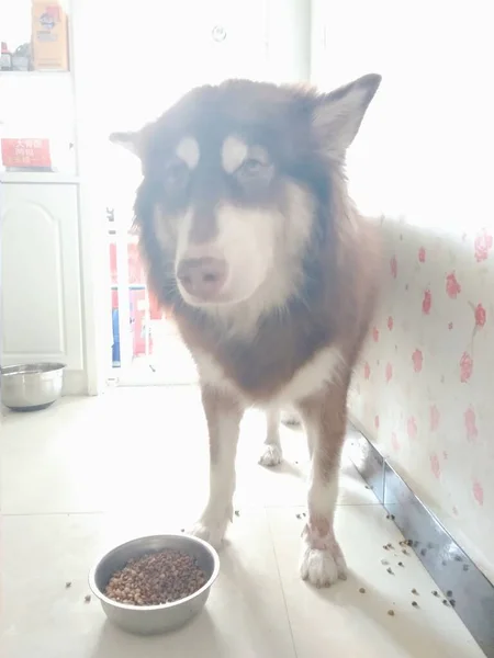 cute dog with a bowl of milk