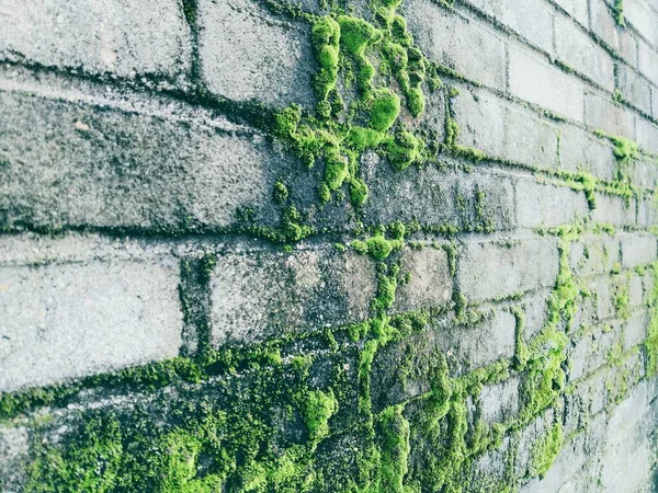 green moss on the wall