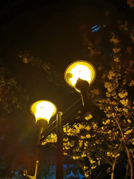 street lamp in the night