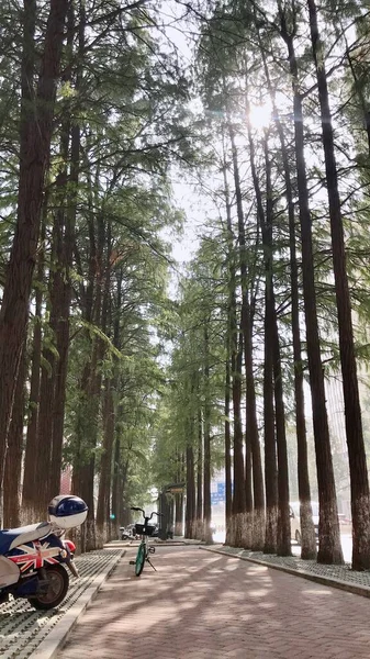 man riding bicycle in the forest