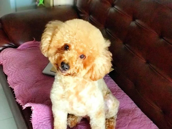 cute dog with teddy bear