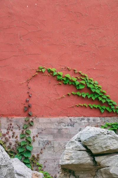 red brick wall with green leaves