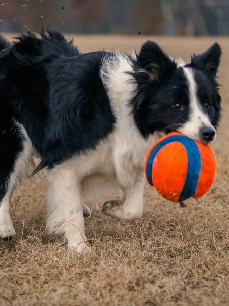 dog playing with a ball in the park