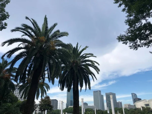 palm trees in the city of barcelona