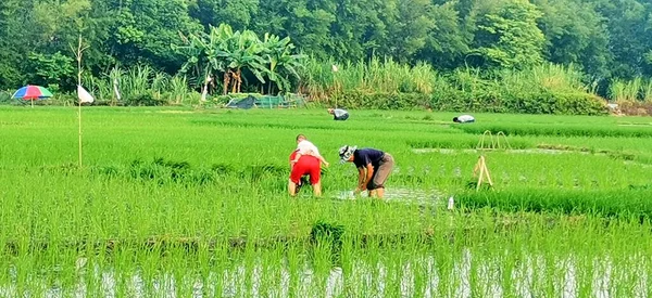 rice farm fields, thailand