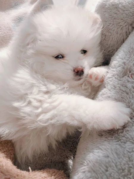 white fluffy dog in the room