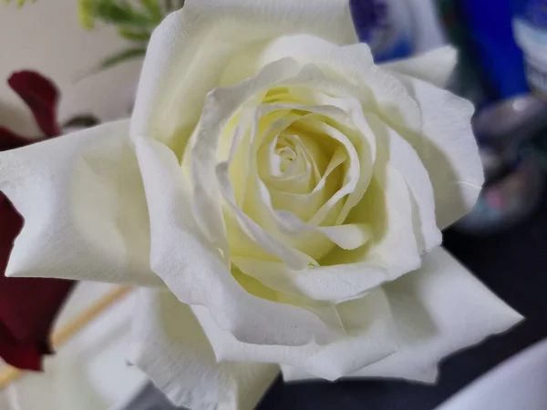 beautiful white roses in a flower shop