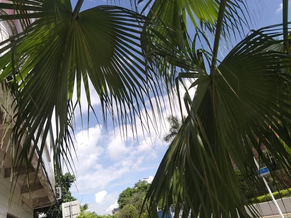 palm trees in the park