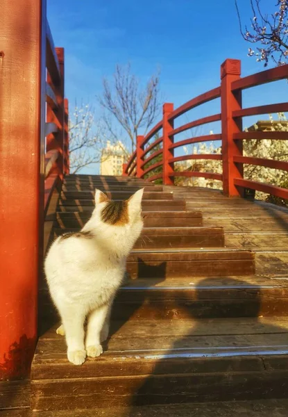 cat on the roof of the house