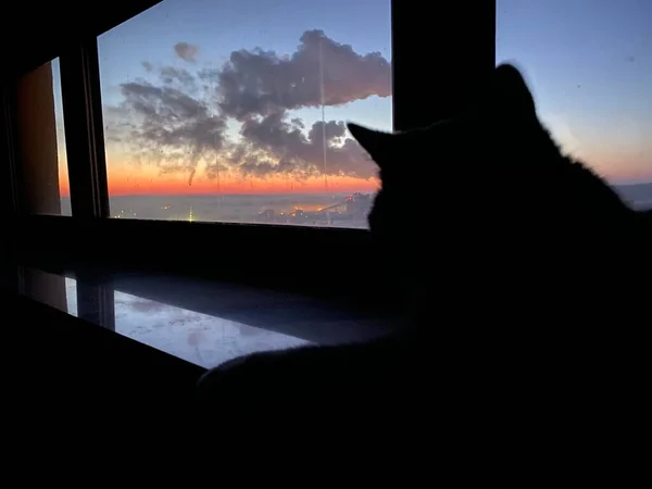 silhouette of a cat on the roof of the house