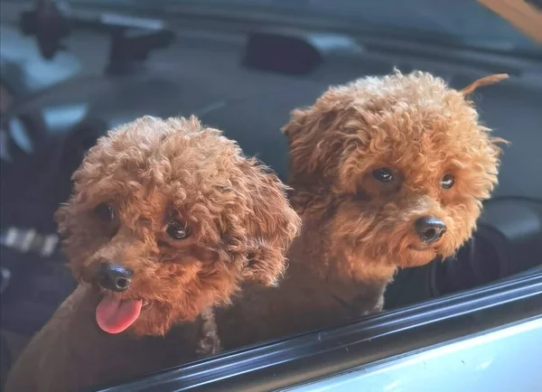 stock image dog in the car