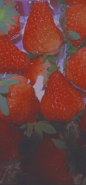 red and white strawberries on a background of water