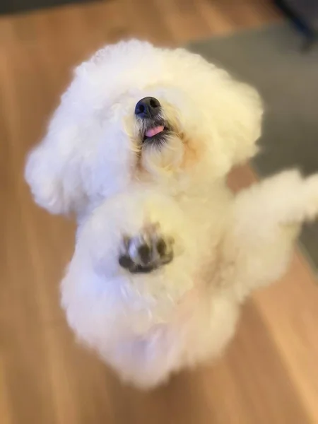 white fluffy poodle dog with a toy