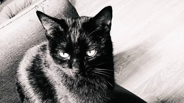 black and white cat with a beautiful face