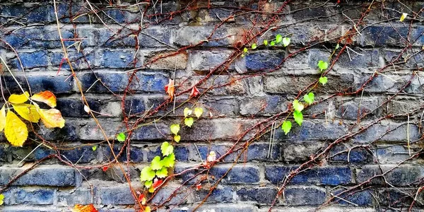 old stone wall with moss and leaves