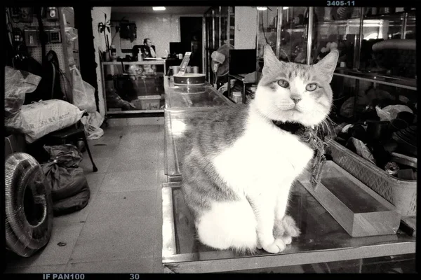 black and white cat in the room