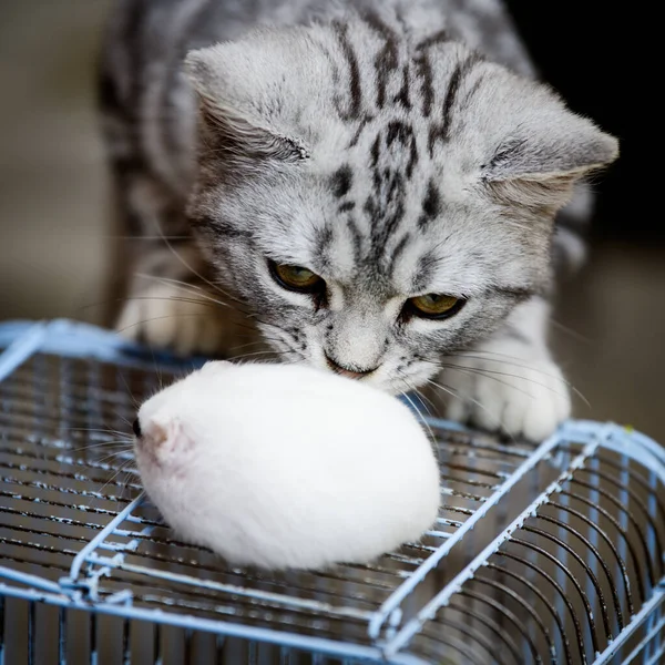 Gato Gaiola — Fotografia de Stock