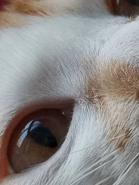 close up of a female face with a white eyes