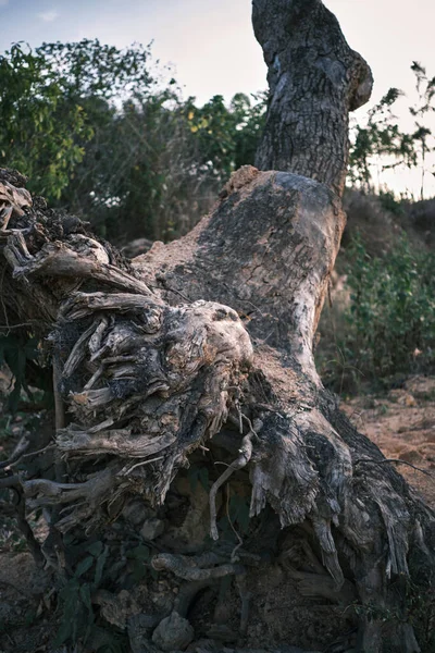 tree roots in the forest