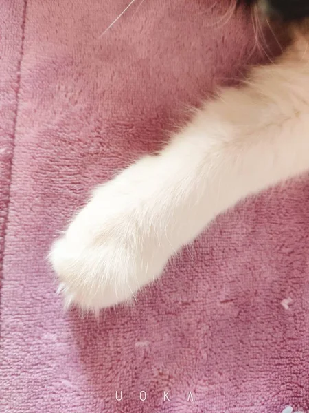 fur texture. cat\'s paw.