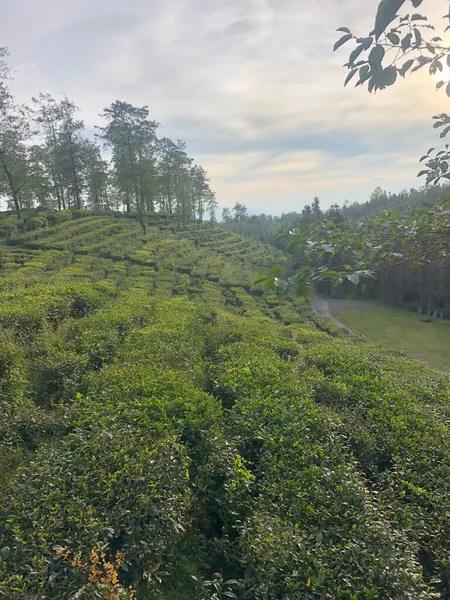 green tea plantation in the forest