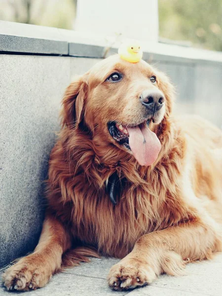 dog with a golden retriever