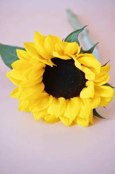 beautiful yellow sunflower on a white background